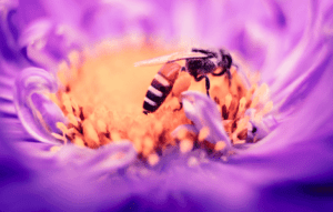 Why Do Bees Follow Me -2