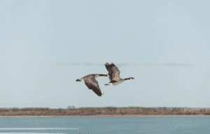 2 Geese Flying Spiritual Meaning