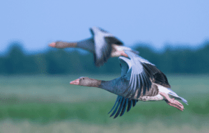 2 Geese Flying Spiritual Meaning
