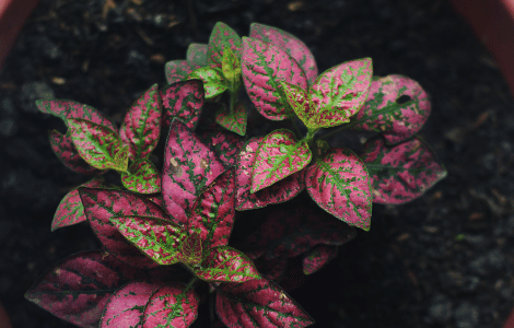 Polka Dot Plant Spiritual Meaning