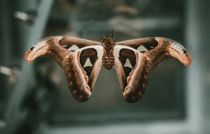 Spiritual Meaning Of A Luna Moth