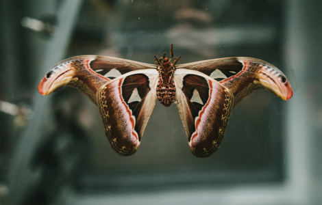 Spiritual Meaning Of A Luna Moth