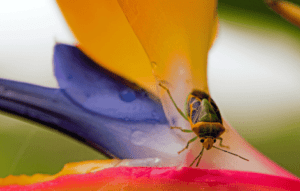 Spiritual Meaning Of A Water Bug