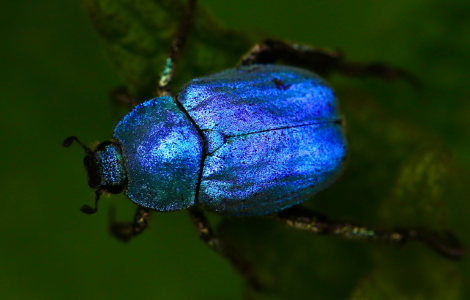 Spiritual Meaning Of Bed Bugs In House