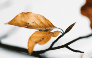 Spiritual Meaning Of Brown Leaf