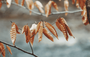 Spiritual Meaning Of Brown Leaf