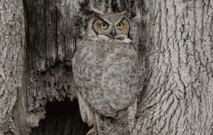 Spiritual Meaning Of Great Horned Owl