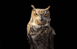 Spiritual Meaning Of Great Horned Owl