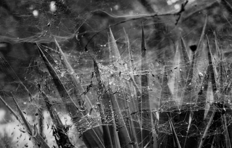 Spiritual Meaning Of Walking Through A Spider Web