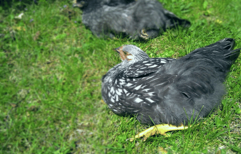 Dead Black Chicken Spiritual Meaning