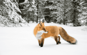 Fox in a Dream Spiritual Meaning