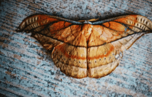 Isabella Tiger Moth Spiritual Meaning 1