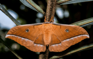 Isabella Tiger Moth Spiritual Meaning 1