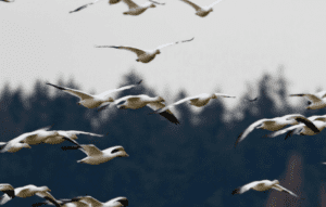 Spiritual Meaning of Seeing a Flock of Geese Flying 1