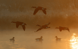 Spiritual Meaning of Seeing a Flock of Geese Flying 1