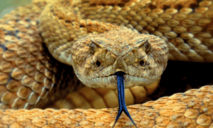 Spiritual Meaning of a Rattlesnake 2