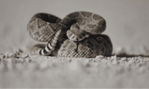 Spiritual Meaning of a Rattlesnake 2