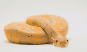 What Does it Mean When a Snake Stares at You