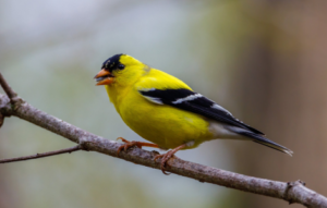 what is the spiritual meaning of a yellow breasted bird