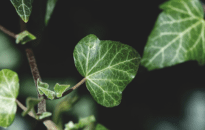 spiritual meaning of poison ivy