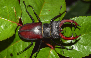 spiritual meaning of pincher bugs