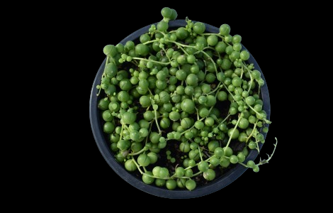 string of pearls plant spiritual meaning