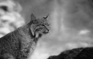 spiritual meaning of a bobcat crossing your path