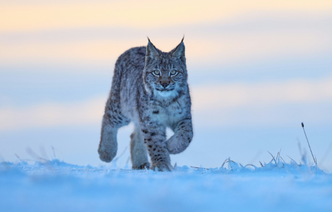 spiritual meaning of a bobcat crossing your path