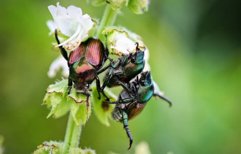 june bugs spiritual meaning