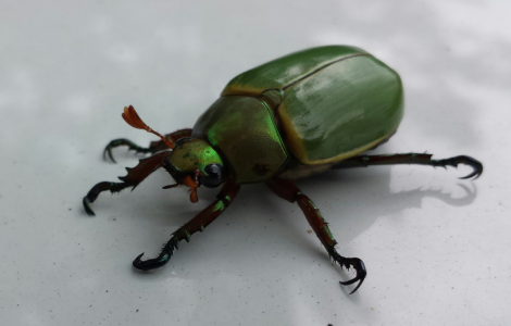 june bugs spiritual meaning