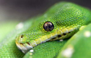 spiritual meaning snake eyes