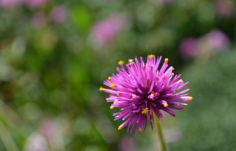 purple gomphrena spiritual meaning