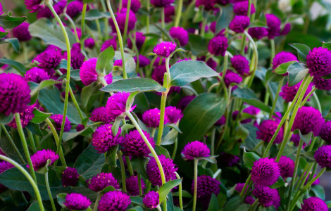 purple gomphrena spiritual meaning