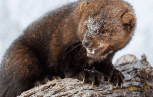 Fisher Cat Spiritual Meaning [KARMIC INSIGHTS] 1