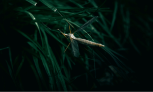 What is the Spiritual Meaning of Phantom Crane Fly