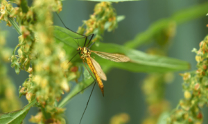 What is the Spiritual Meaning of Phantom Crane Fly