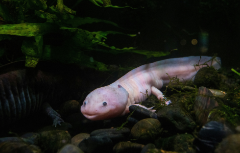 axolotl spiritual meaning