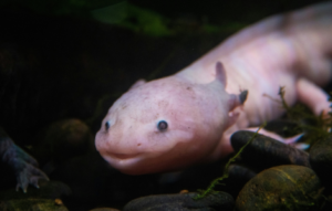 axolotl spiritual meaning