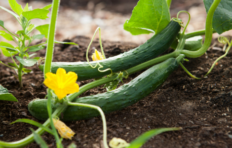 spiritual meaning of smelling cucumbers