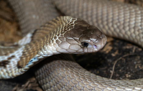 spiritual meaning of brown snake