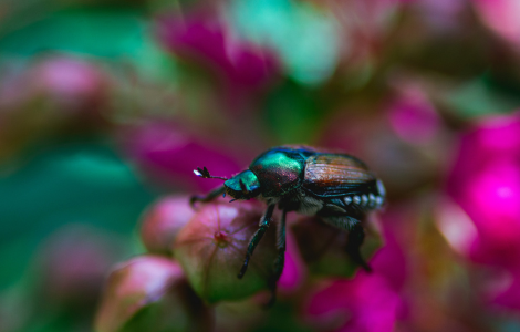 June Beetle Spiritual Meaning