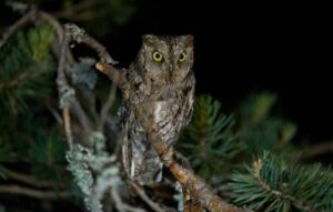 What Does It Mean When You Hear An Owl Hoot At Night Spiritual Meaning