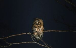 What Does It Mean When You Hear An Owl Hoot At Night Spiritual Meaning