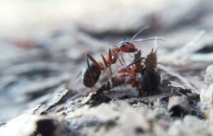 What Is The Spiritual Meaning Of Dreaming About Ants