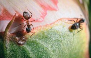 What Is The Spiritual Meaning Of Dreaming About Ants