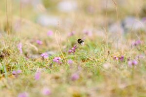 spiritual meaning dreaming about bees