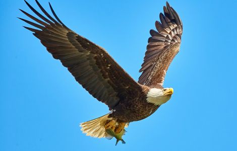 What Is The Spiritual Meaning Of Seeing A Bald Eagle