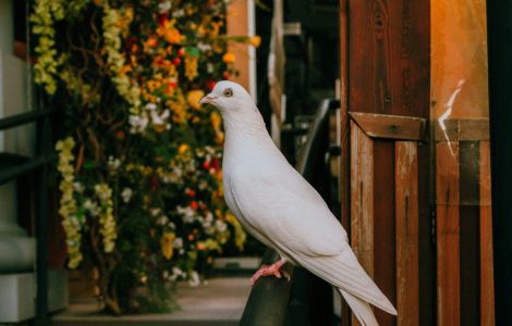 spiritual meaning seeing white dove