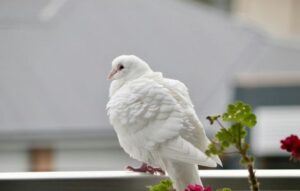 spiritual meaning seeing white dove 