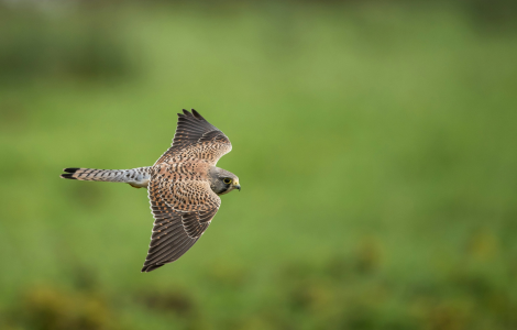 spiritual meaning seeing falcon